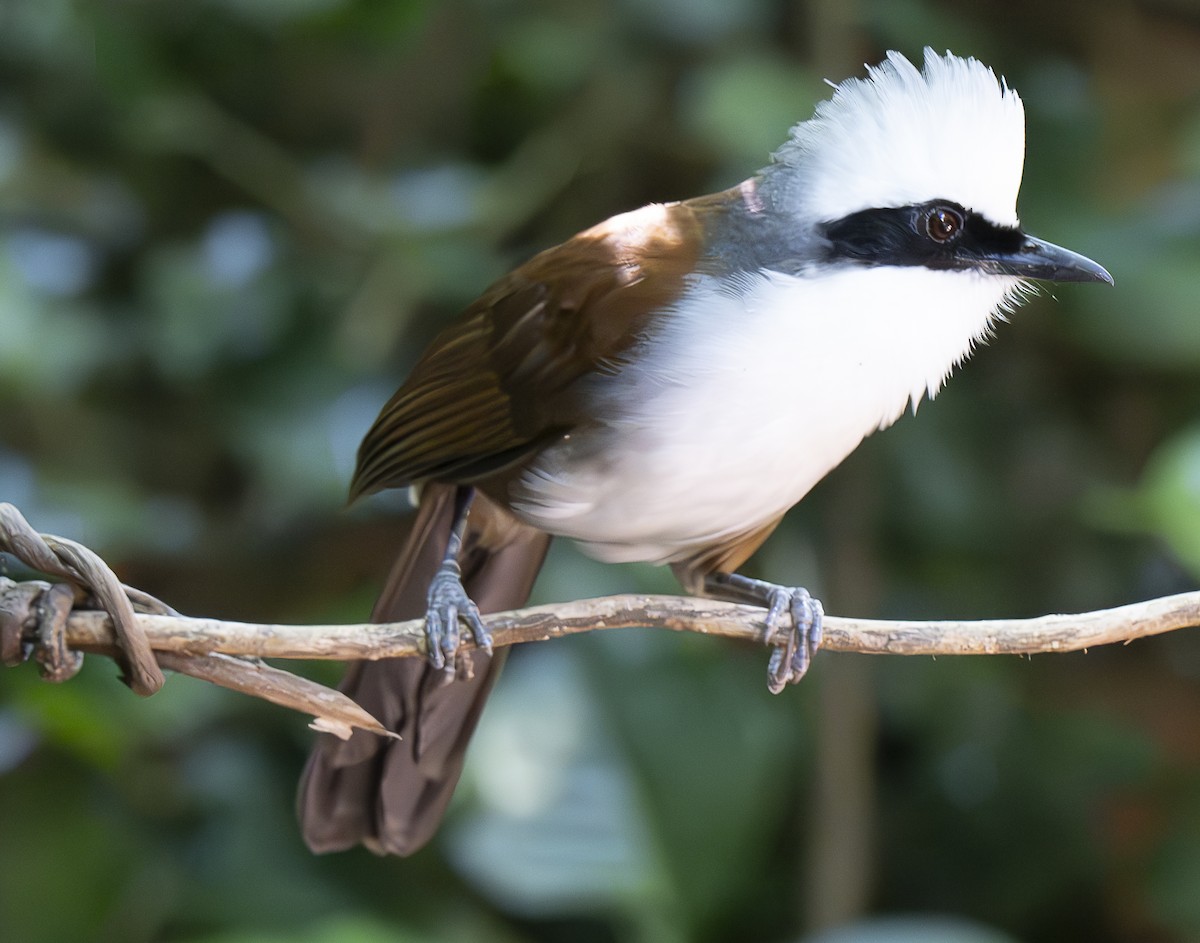 White-crested Laughingthrush - ML647178781