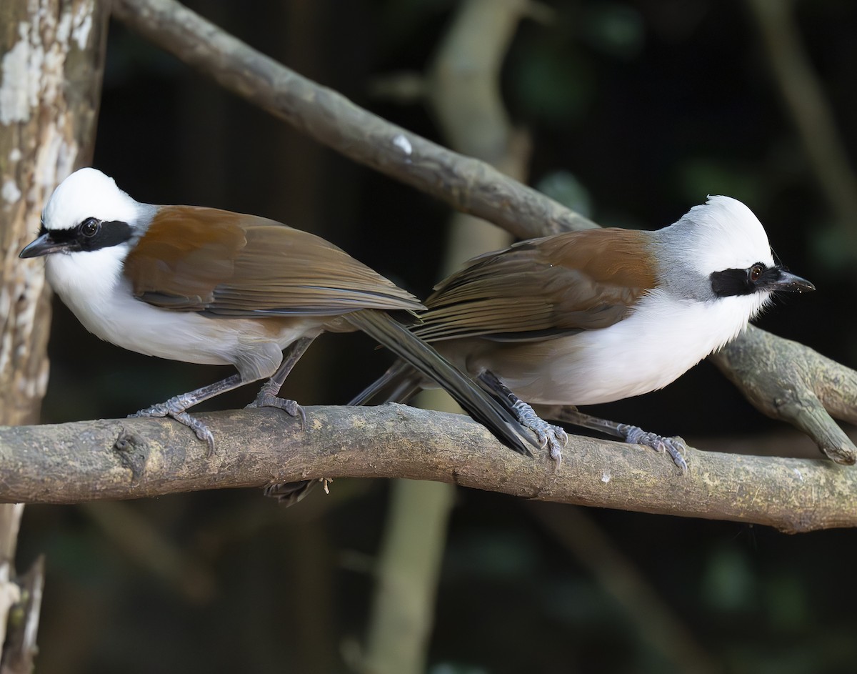 White-crested Laughingthrush - ML647178782