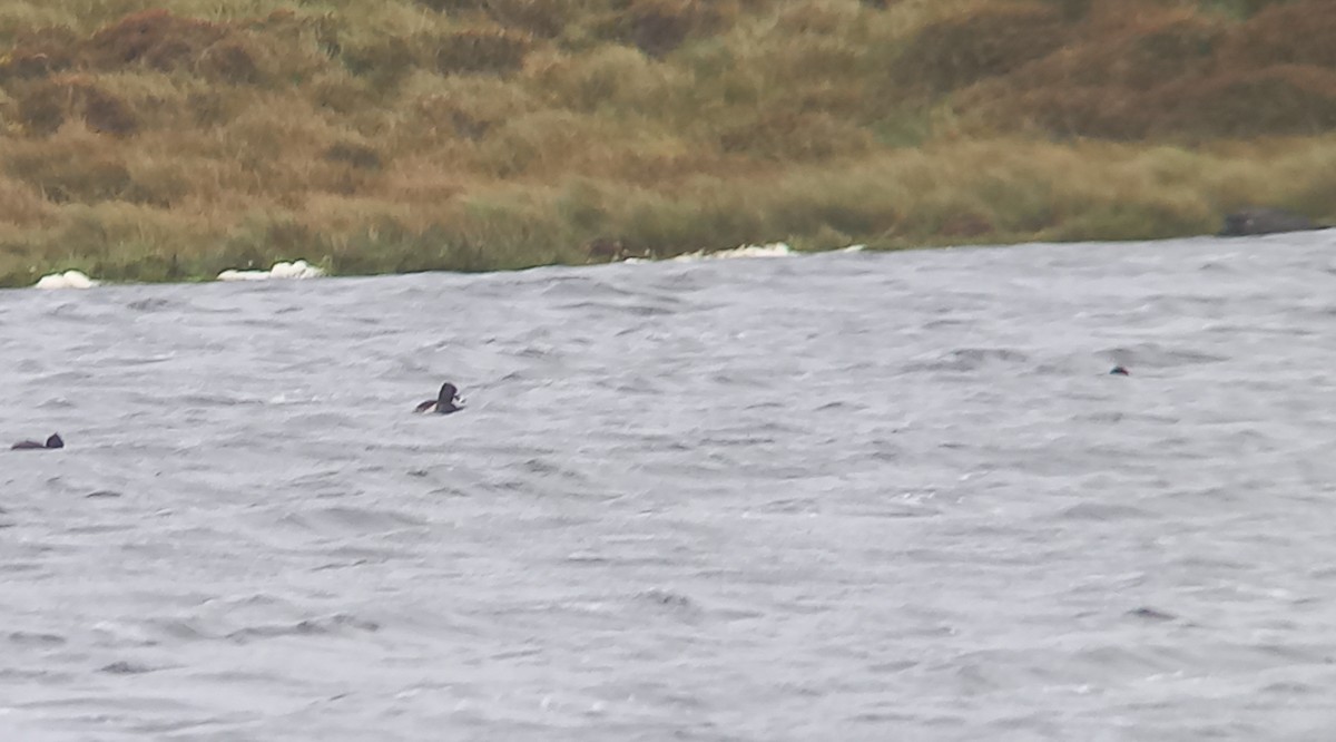 Porrón Acollarado - ML647178784