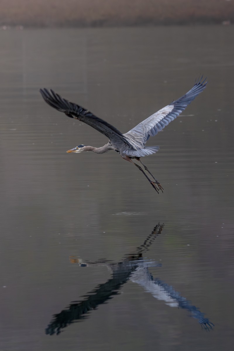 Great Blue Heron - ML647178789