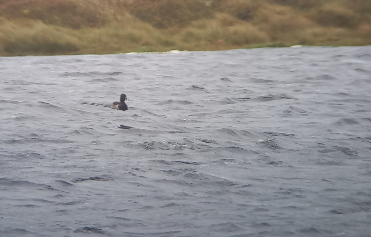 Porrón Acollarado - ML647178790