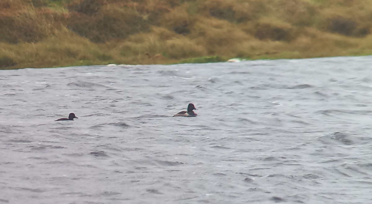 Porrón Acollarado - ML647178803