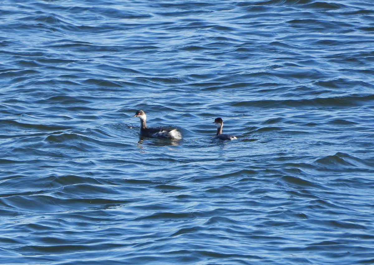Eared Grebe - ML647178804