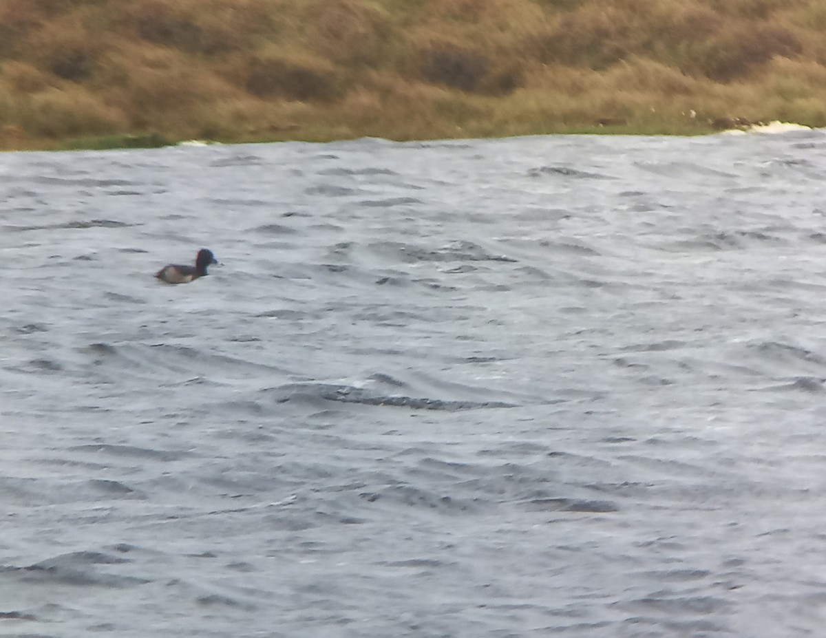 Porrón Acollarado - ML647178808