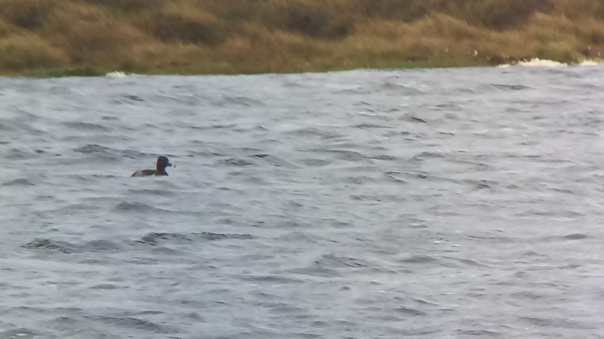 Porrón Acollarado - ML647178810