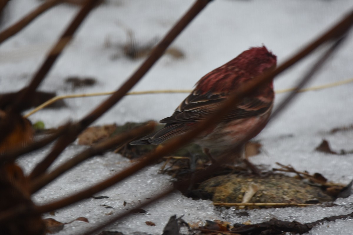 Amerika Çütresi - ML647178811