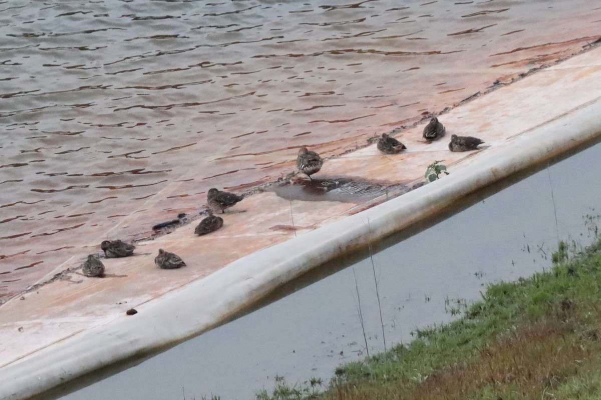 Northern Pintail - ML647178814