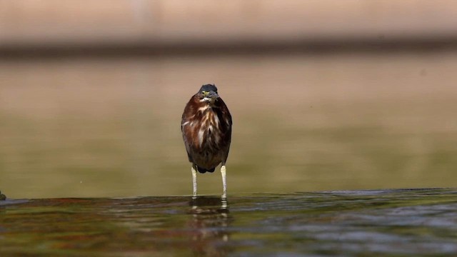 Green Heron - ML647178822