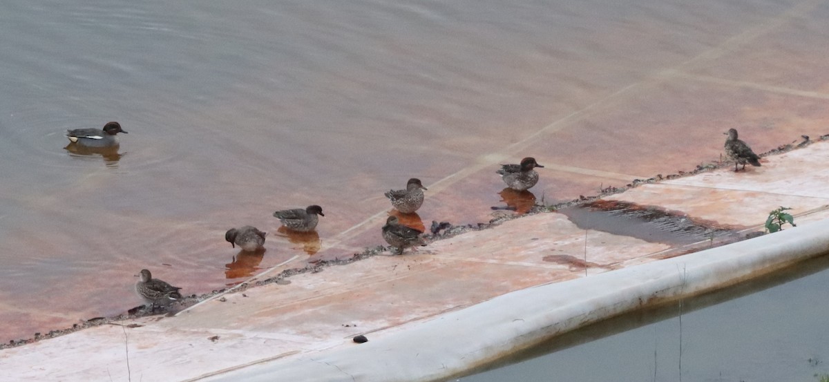 Green-winged Teal - ML647178826