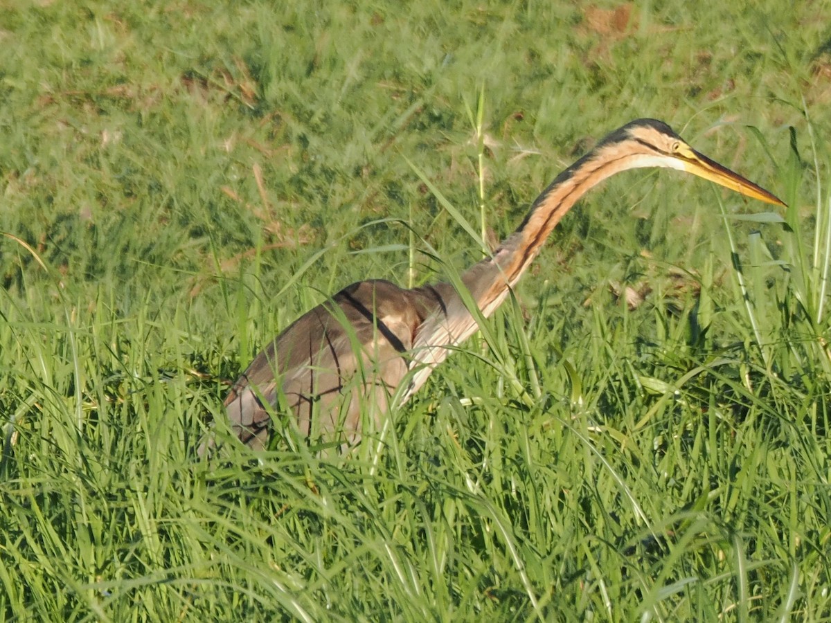 ムラサキサギ - ML647178827