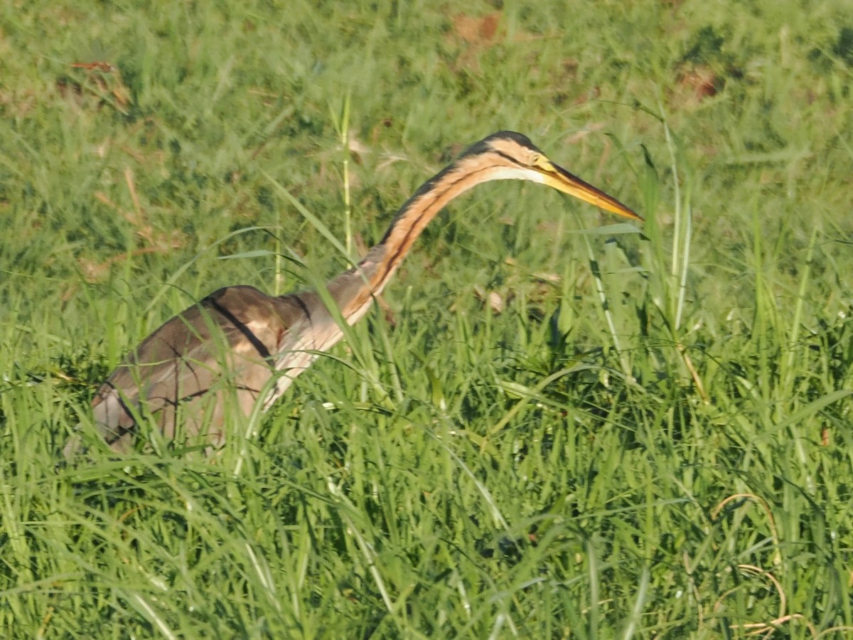 ムラサキサギ - ML647178829