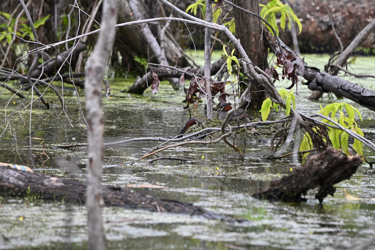 Tuffetto - ML647178832