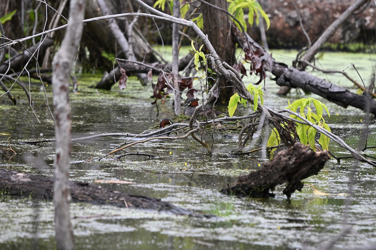 Tuffetto - ML647178833