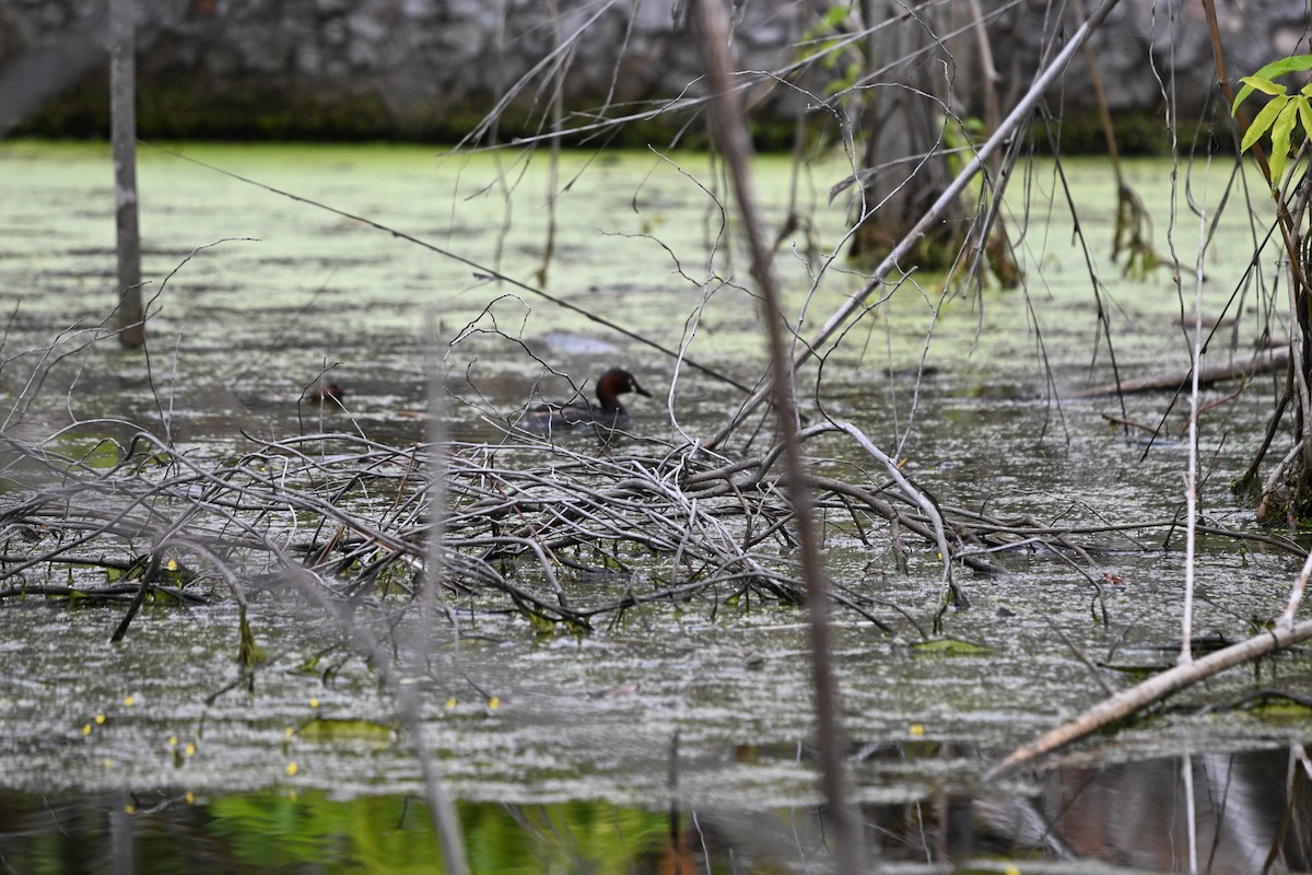 Tuffetto - ML647178834