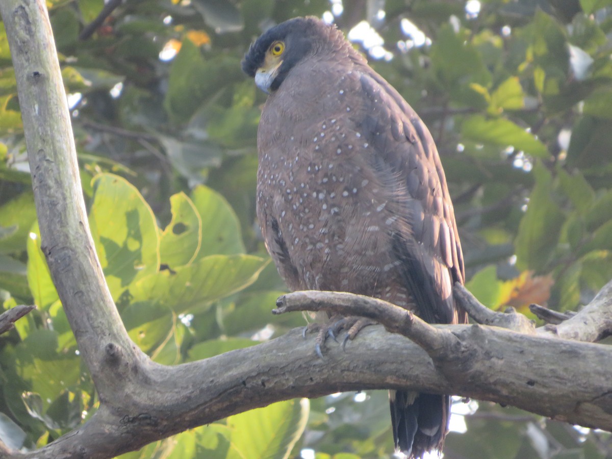 Crested Serpent-Eagle - ML647178836