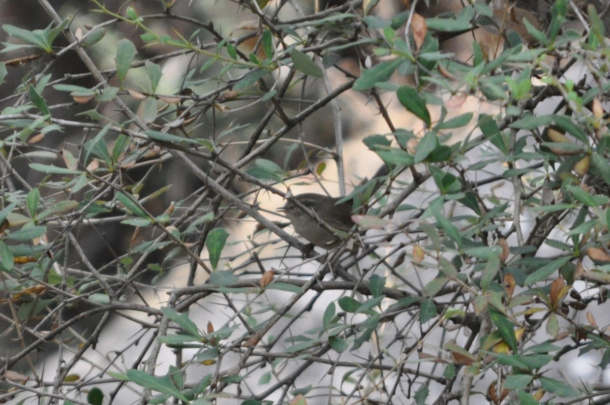 Bergseidensänger - ML647178837