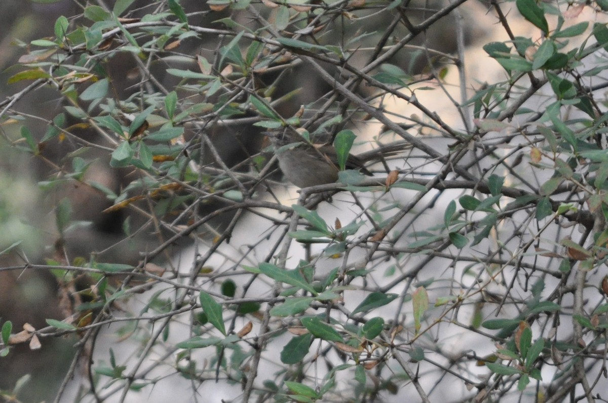 Bergseidensänger - ML647178838