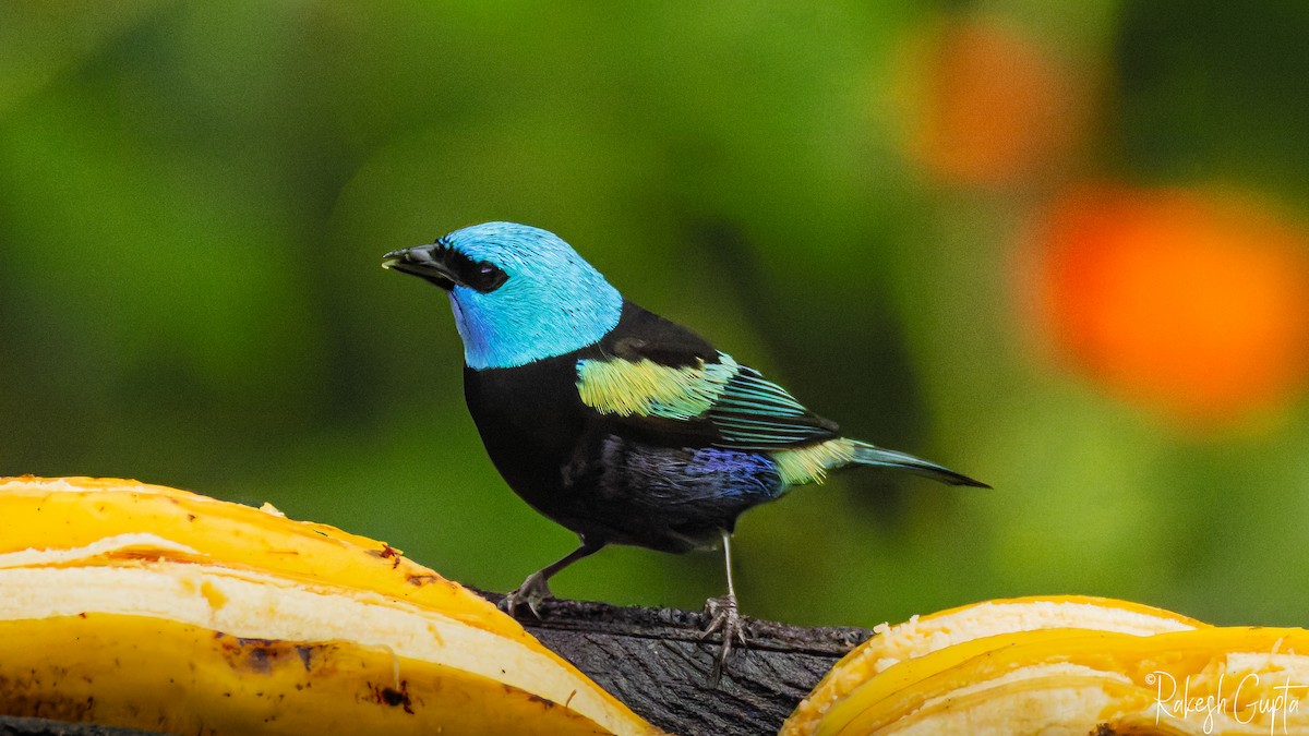 Лазурноголовая танагра - ML647178839