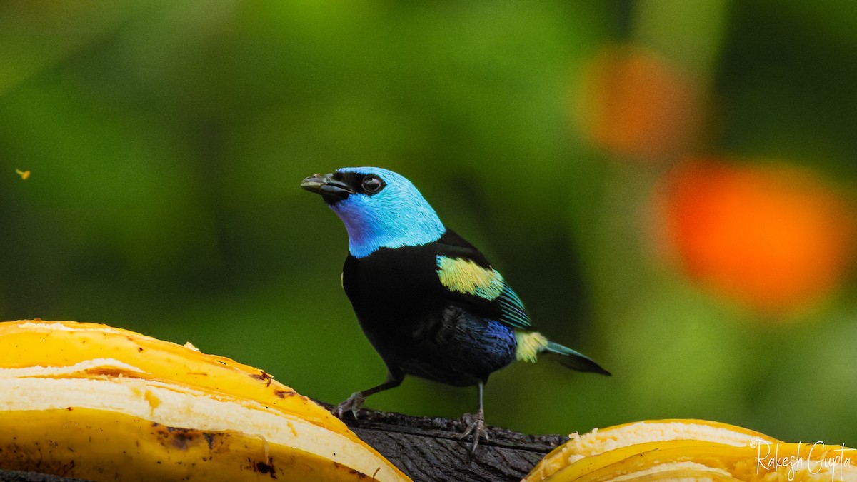 Лазурноголовая танагра - ML647178840