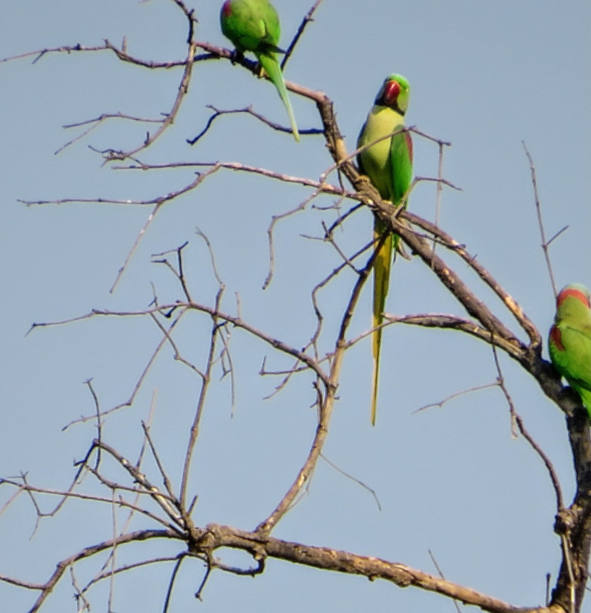 Alexandrine Parakeet - ML647178859