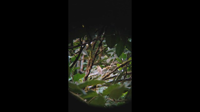 White-eyed Vireo - ML647178860