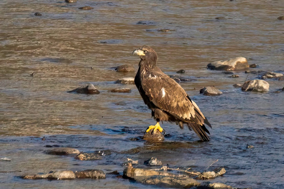 Bald Eagle - ML647178868