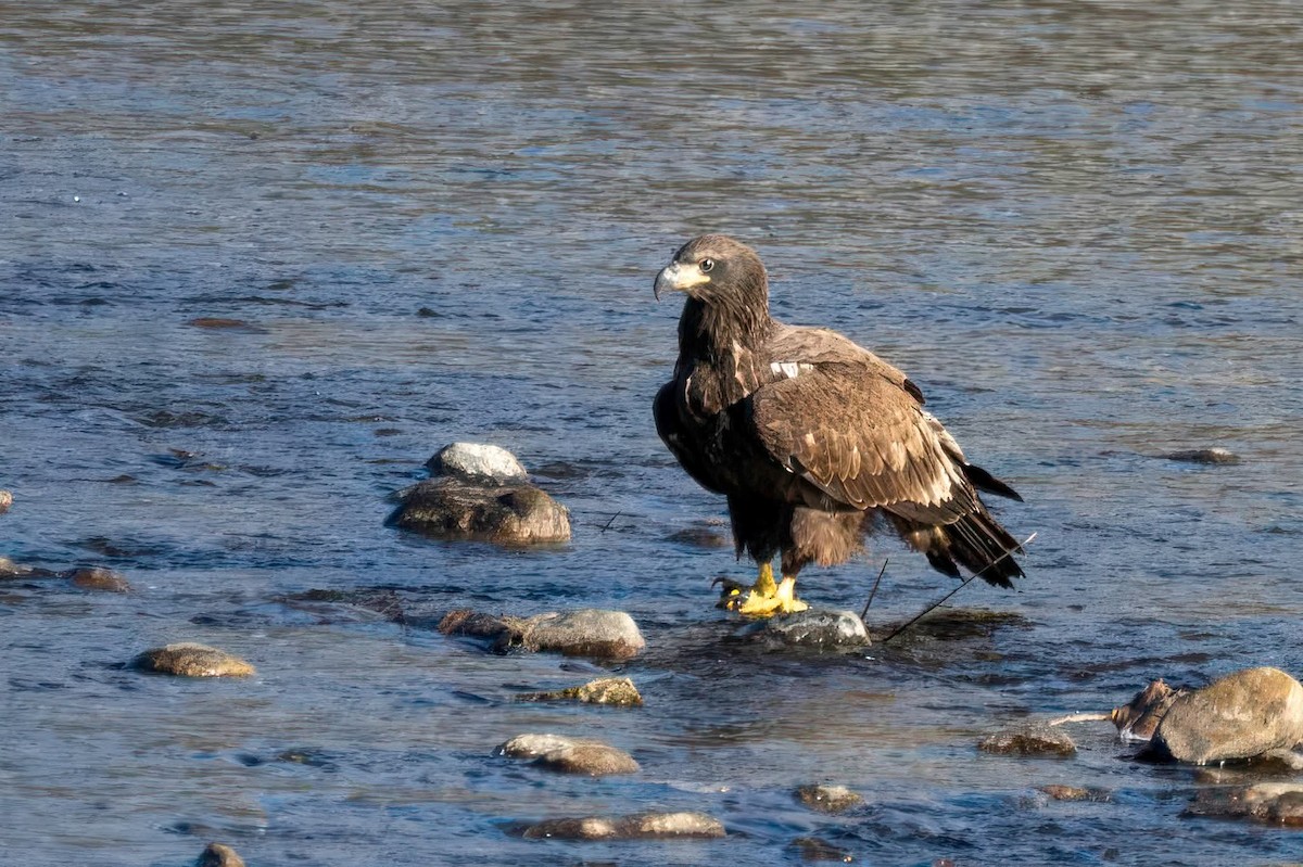 Bald Eagle - ML647178870