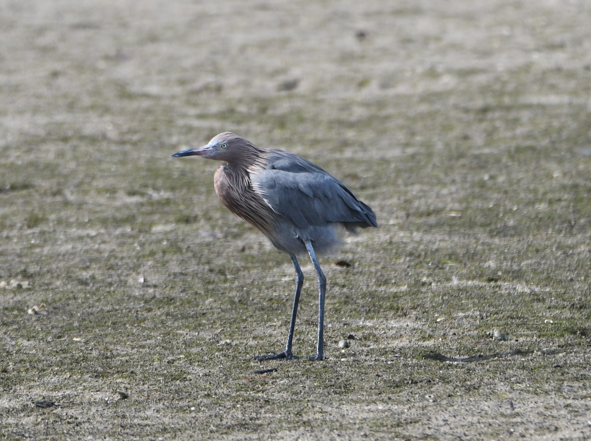 Reddish Egret - ML647178873