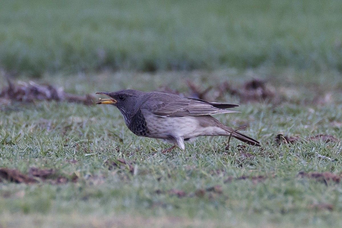 Black-throated Thrush - ML647178880