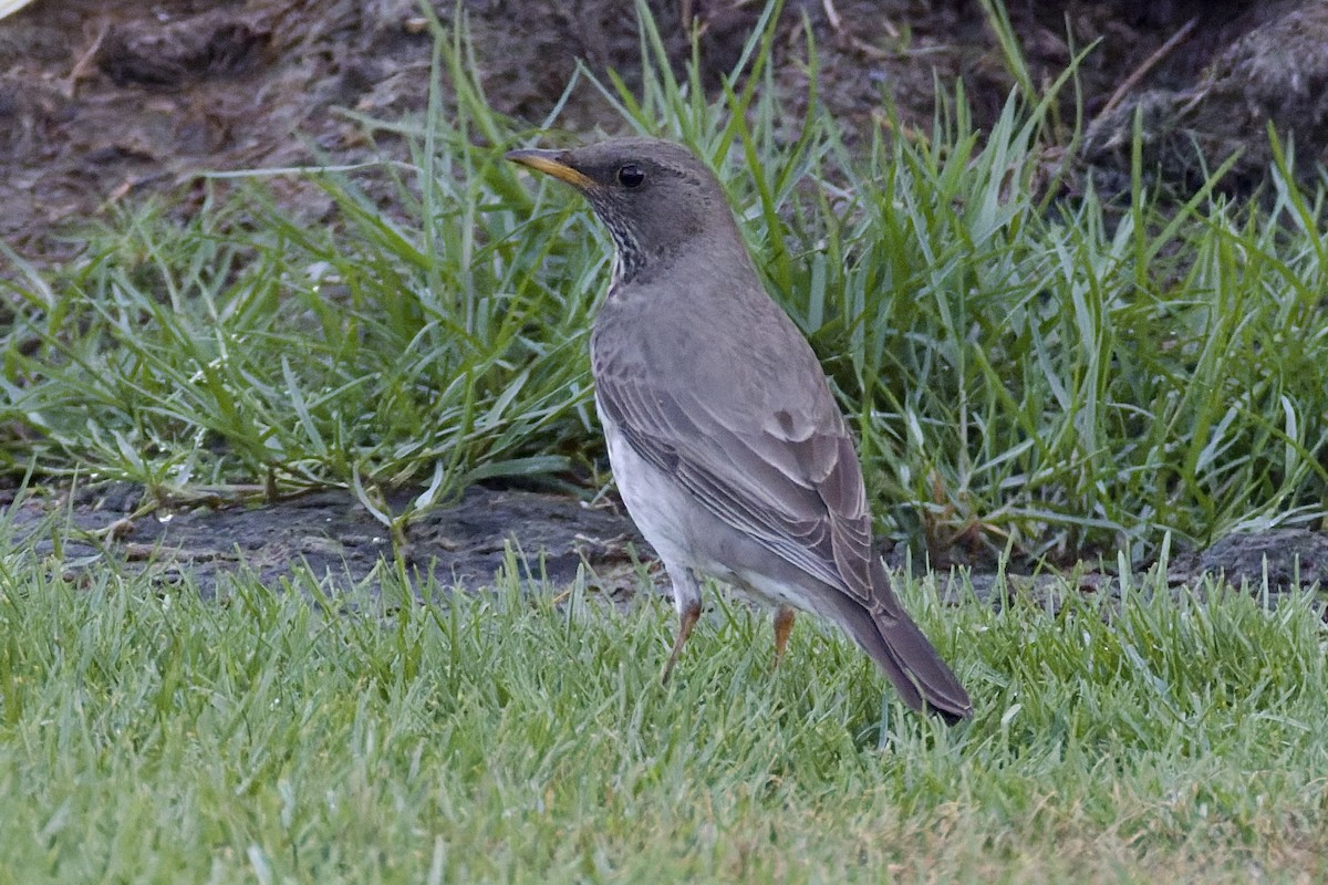 Black-throated Thrush - ML647178881