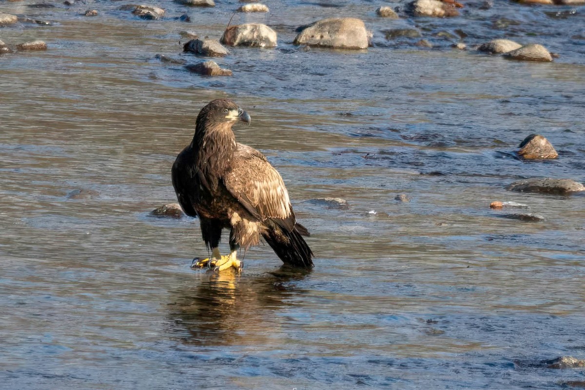 Bald Eagle - ML647178883