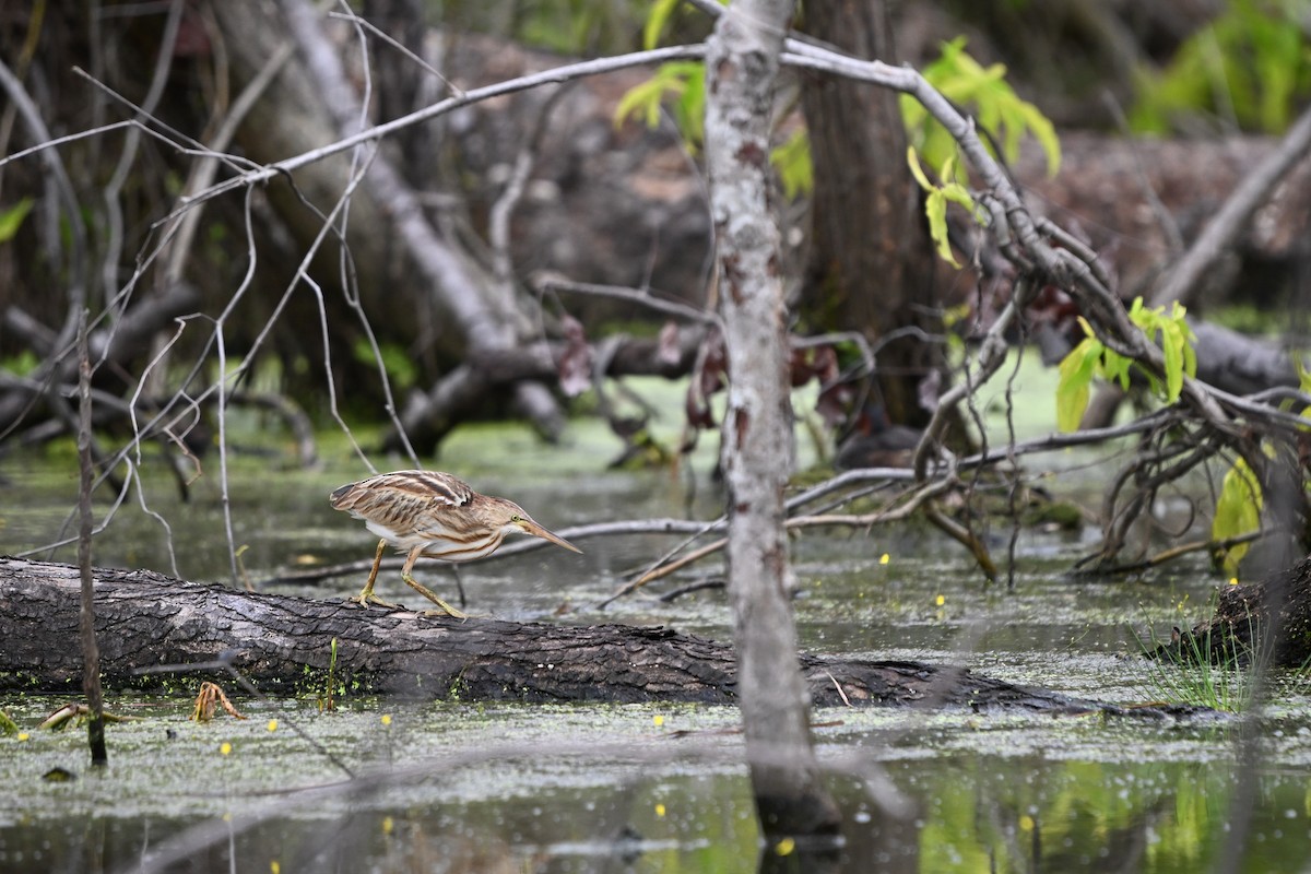 Yellow Bittern - ML647178884