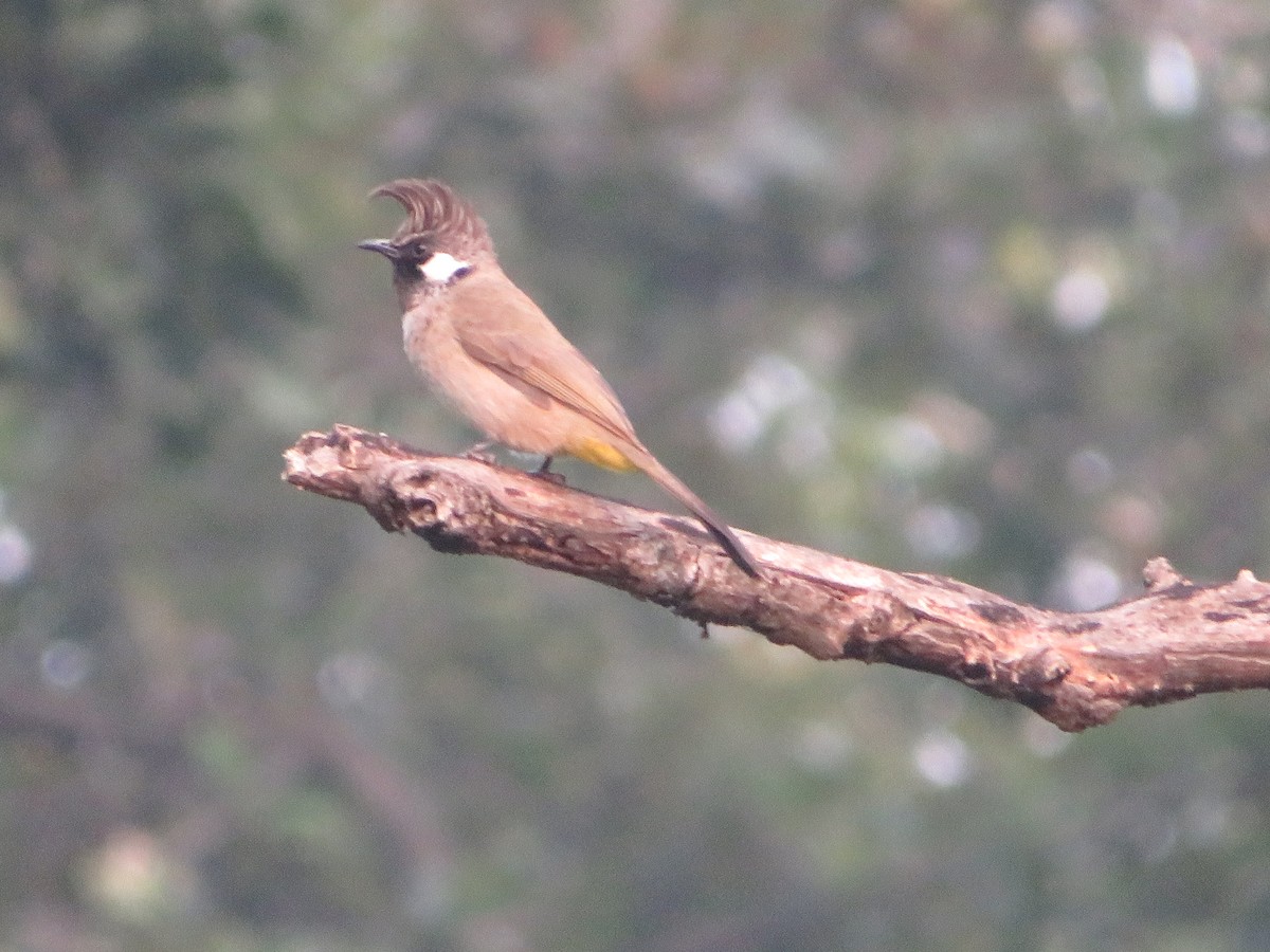 Himalayan Bulbul - ML647178885