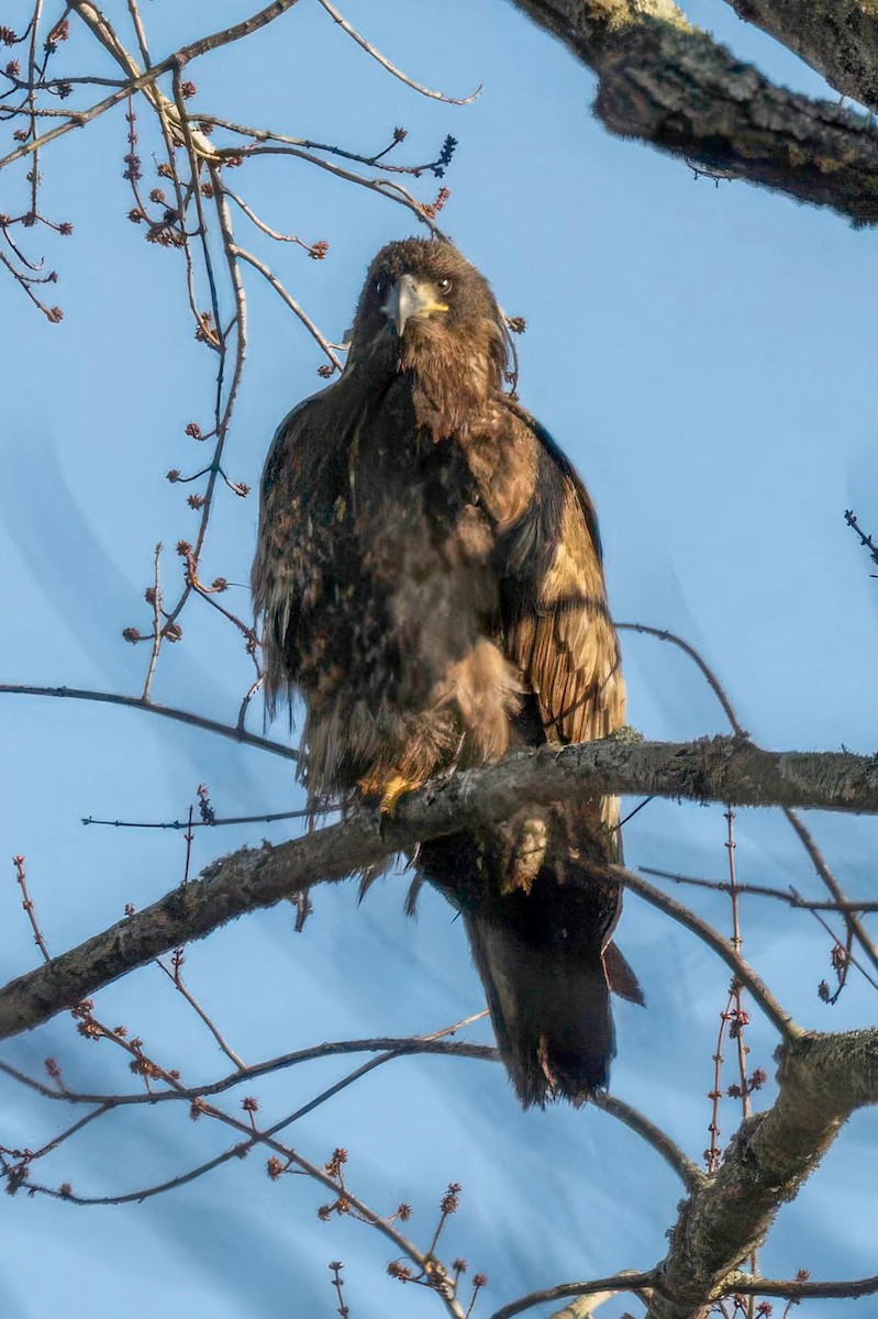 Bald Eagle - ML647178886
