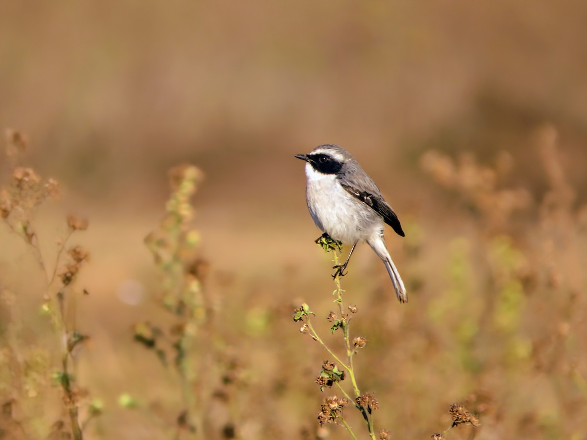 Gray Bushchat - ML647178897