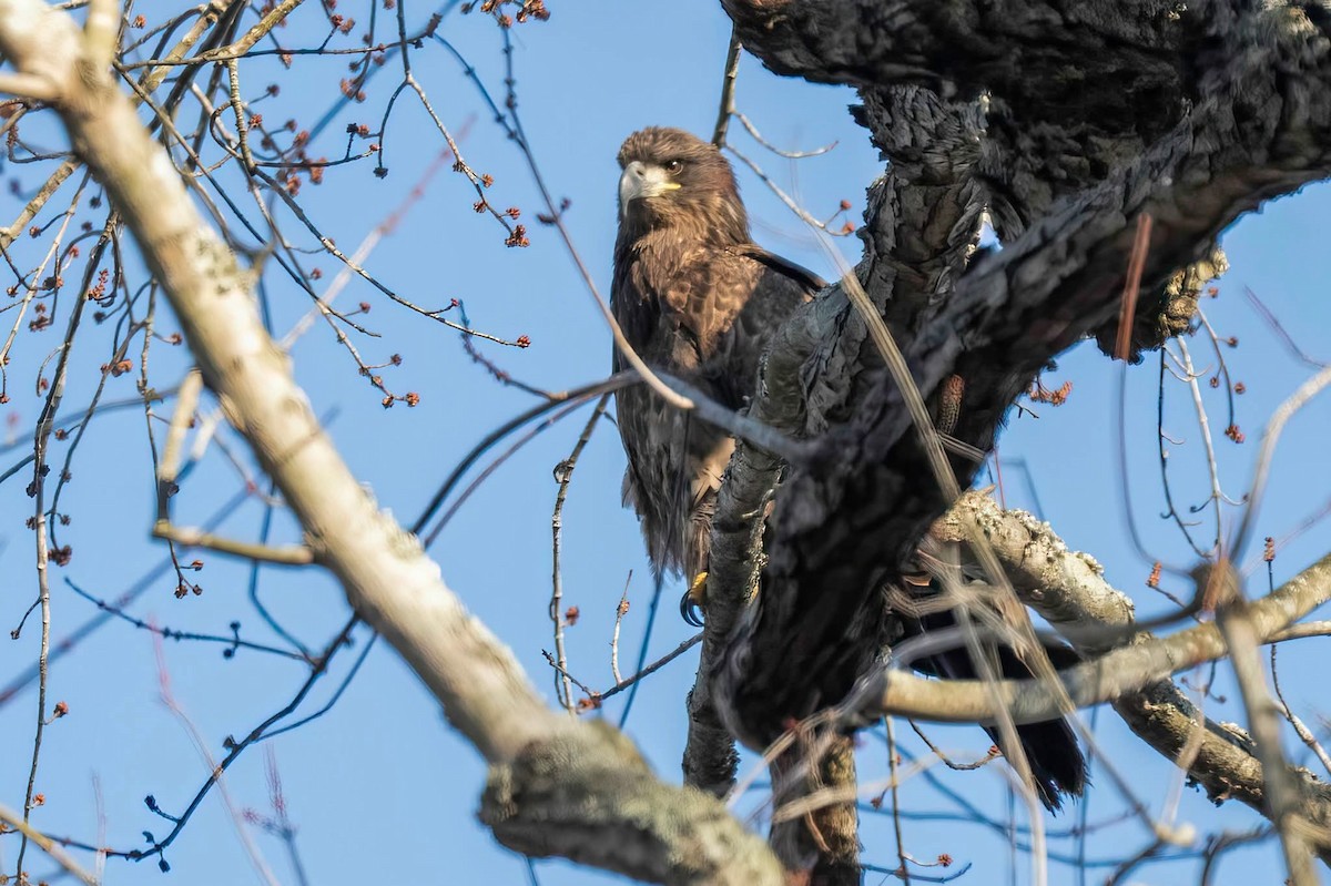 Bald Eagle - ML647178898