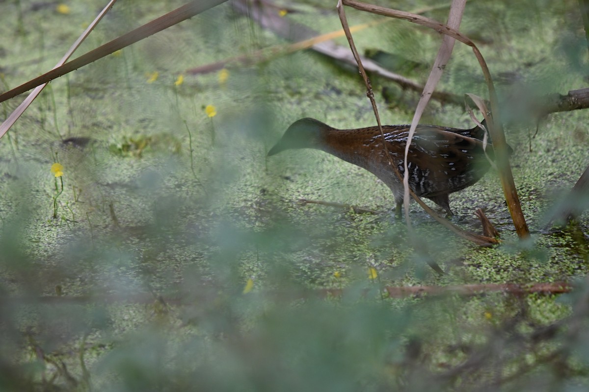 Schiribilla grigiata - ML647178900