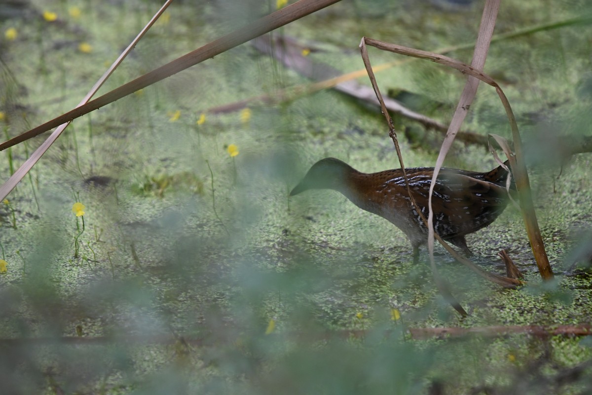 Schiribilla grigiata - ML647178901