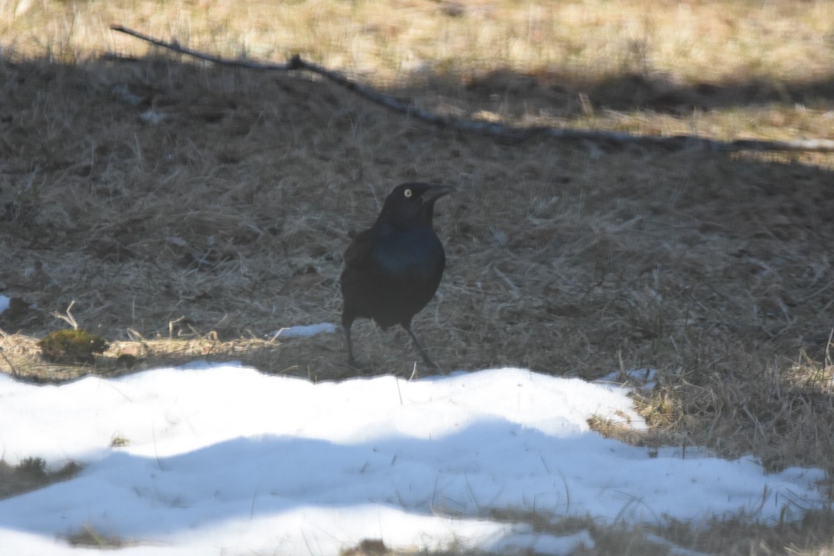 Пурпурный гракл - ML647178903