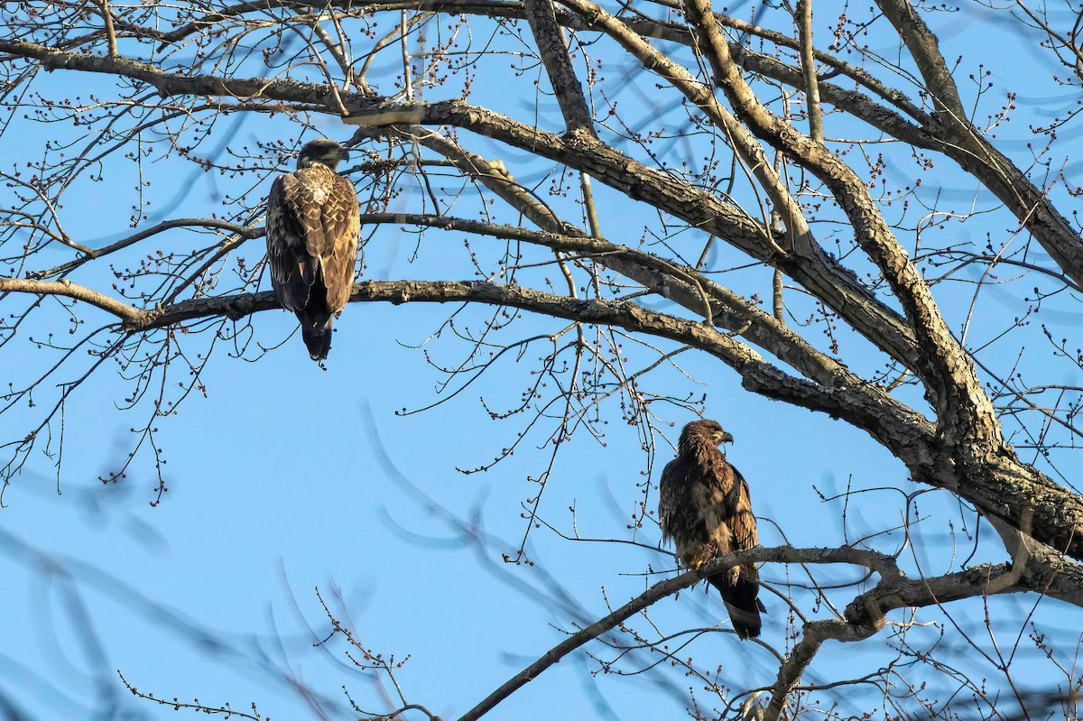 Bald Eagle - ML647178904