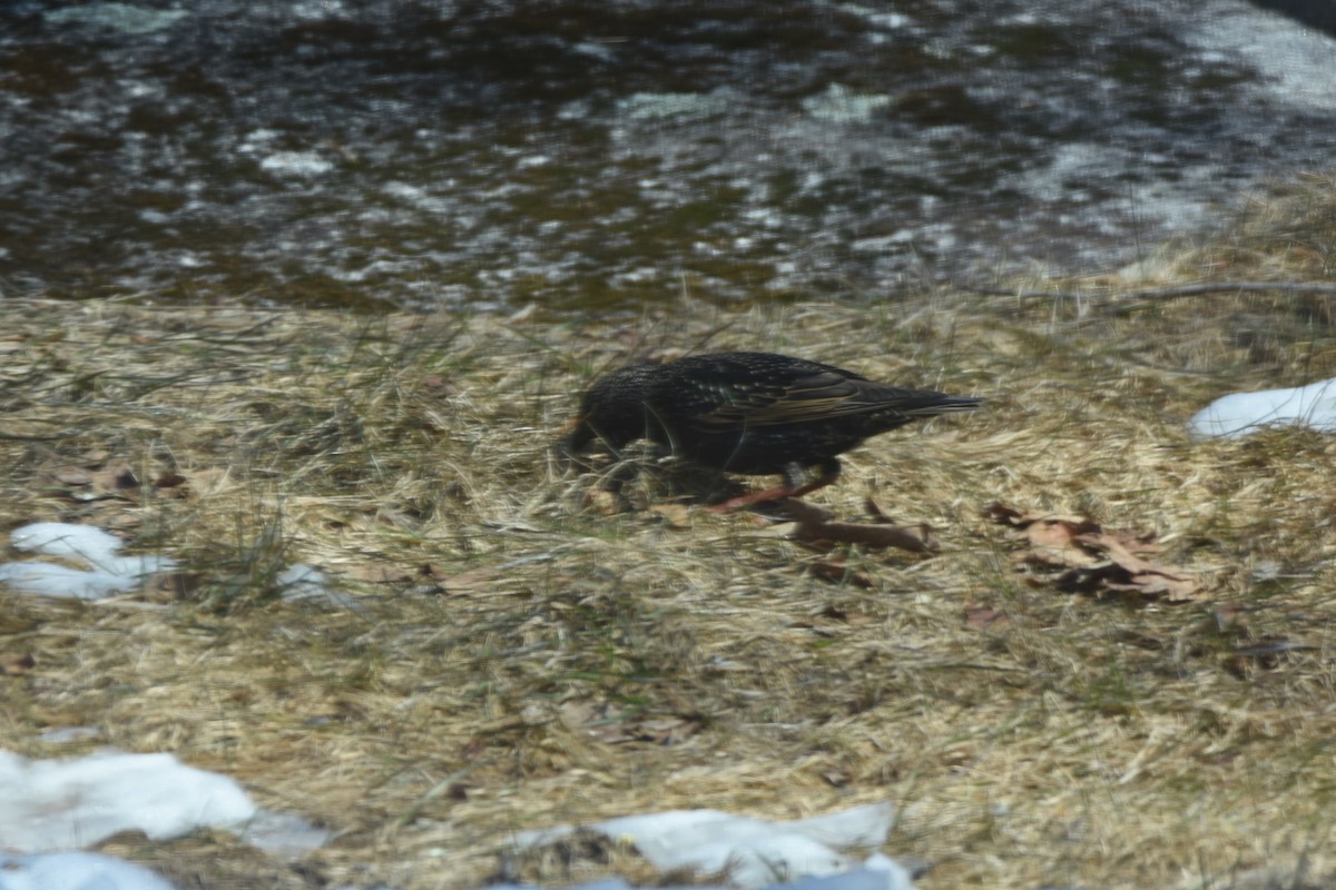 Sığırcık - ML647178911