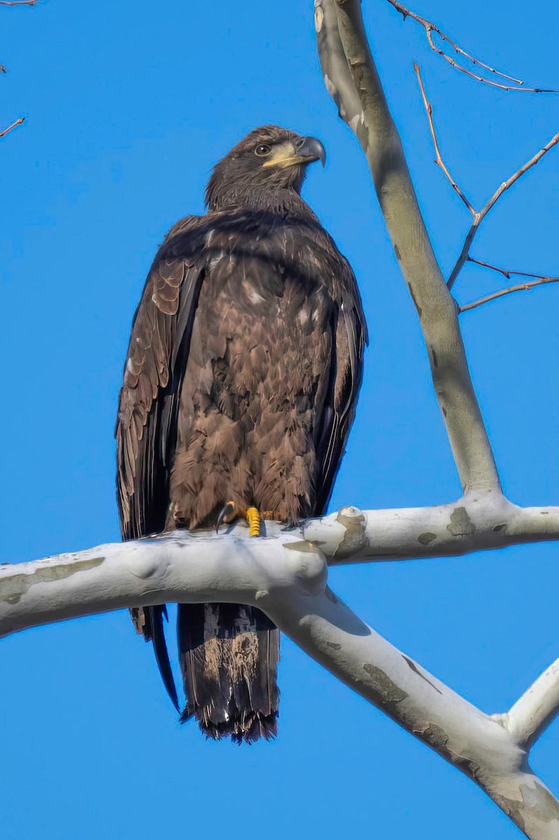 Bald Eagle - ML647178912