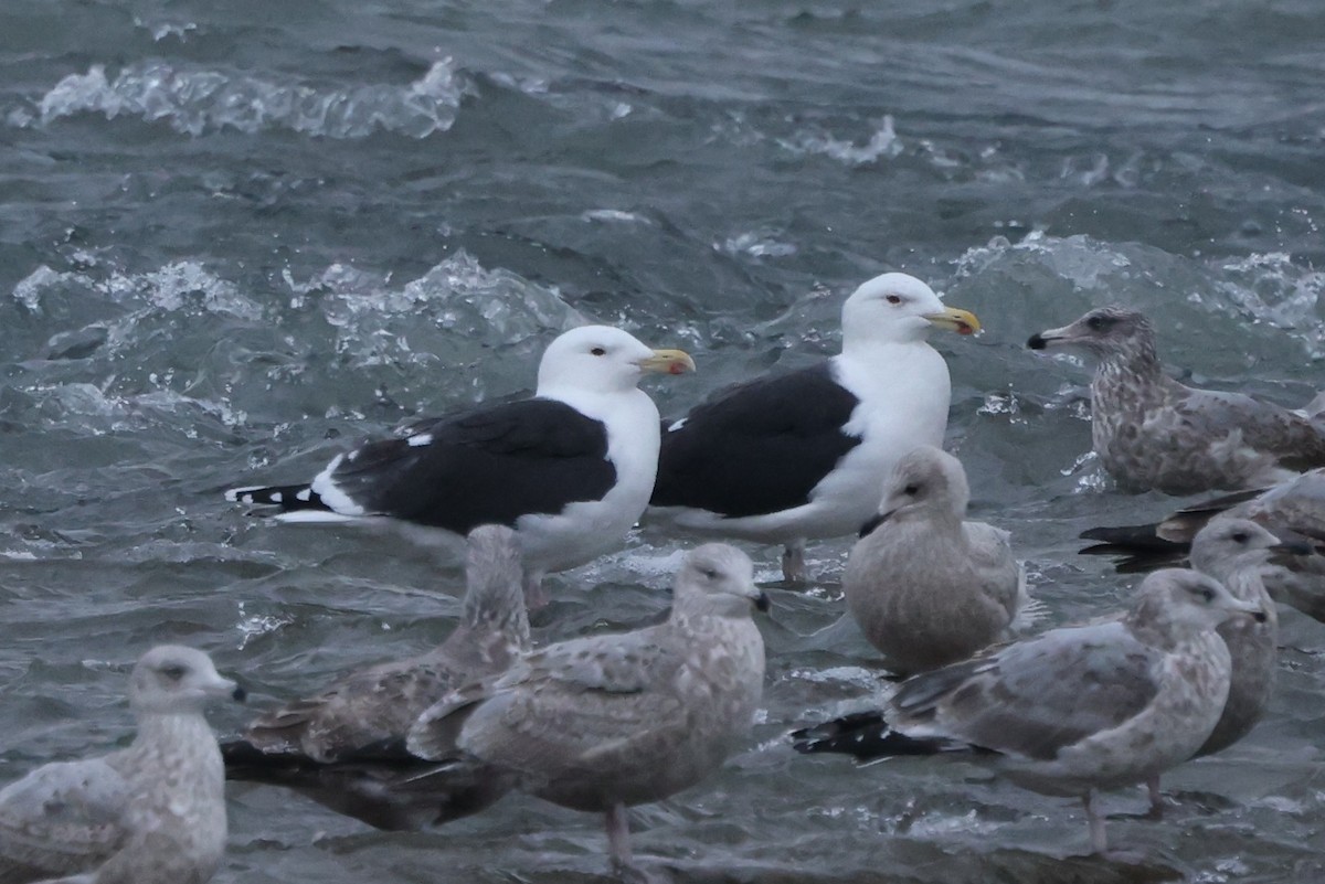 Great Black-backed Gull - ML647178916