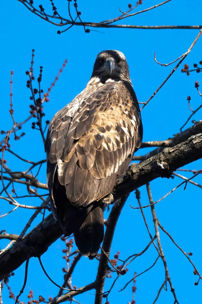 Bald Eagle - ML647178918
