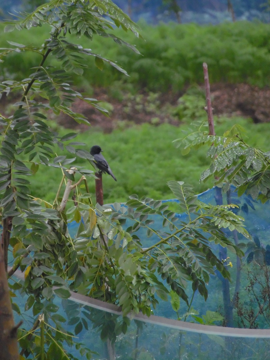 Black-headed Cuckooshrike - ML647178929
