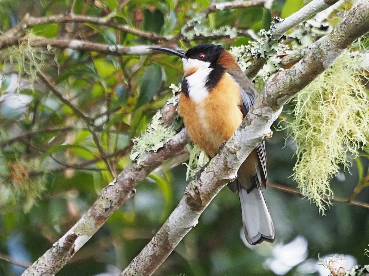 Eastern Spinebill - ML647178932