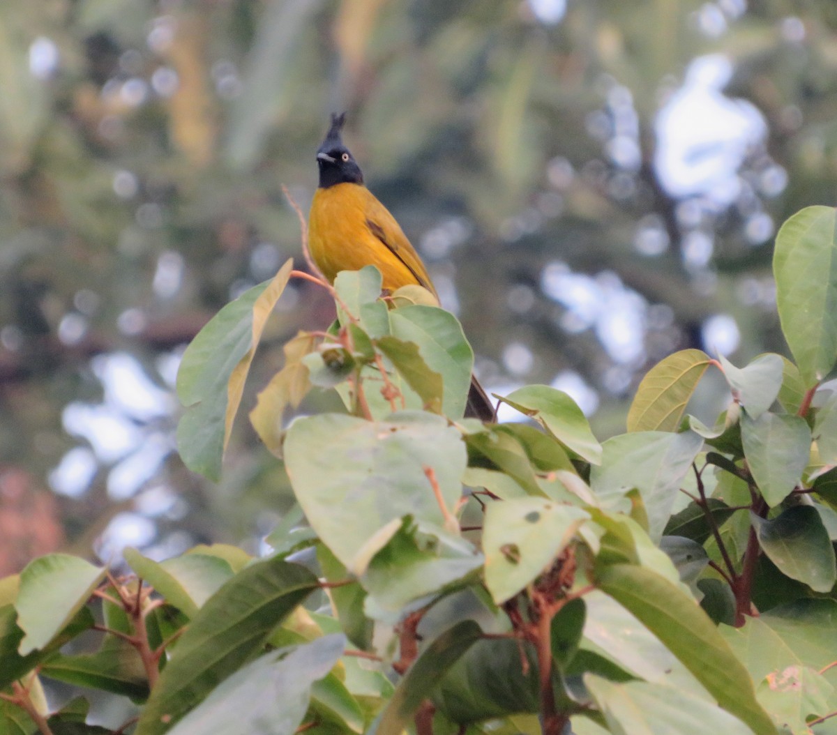 Black-crested Bulbul - ML647178933