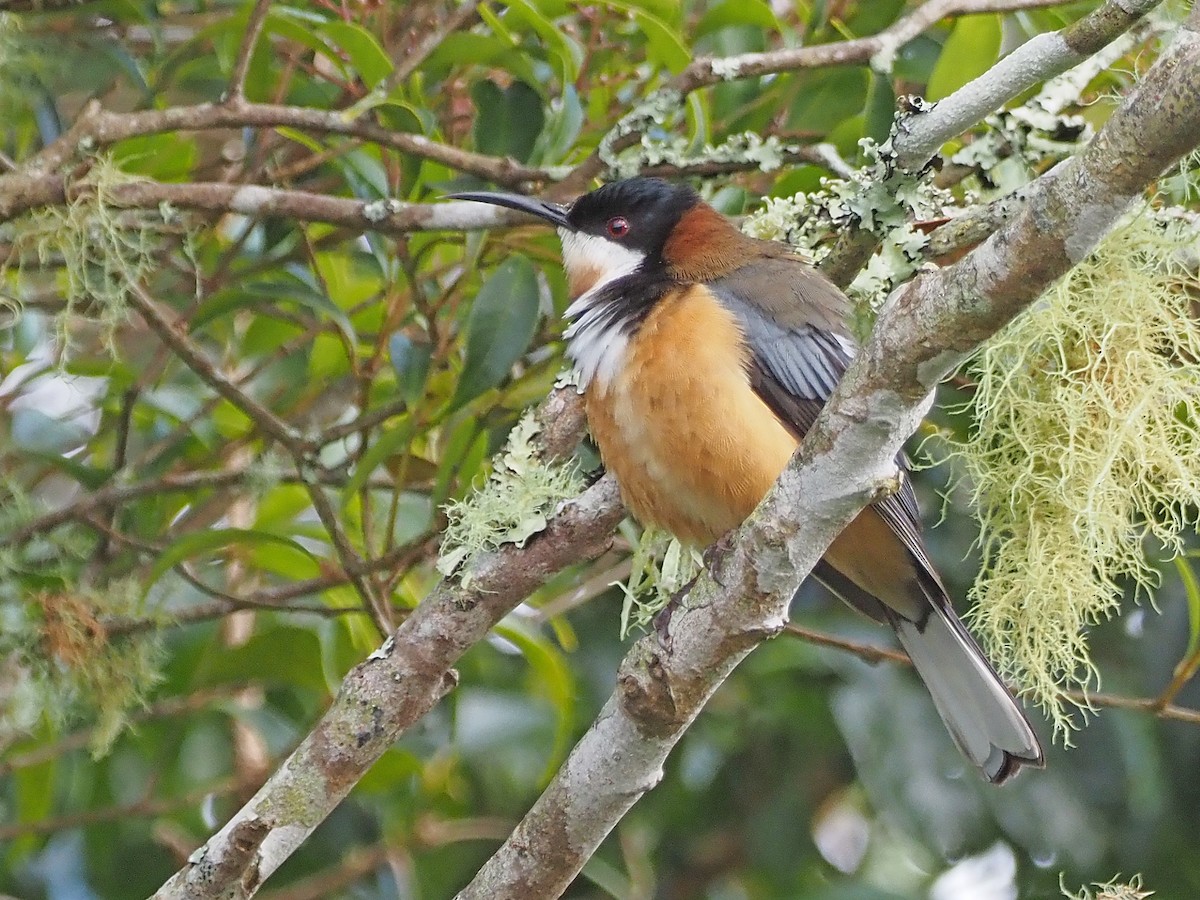 Eastern Spinebill - ML647178934