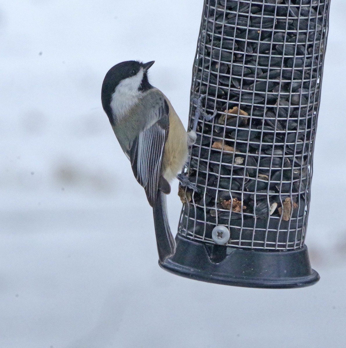 Гаїчка світлокрила - ML647178938