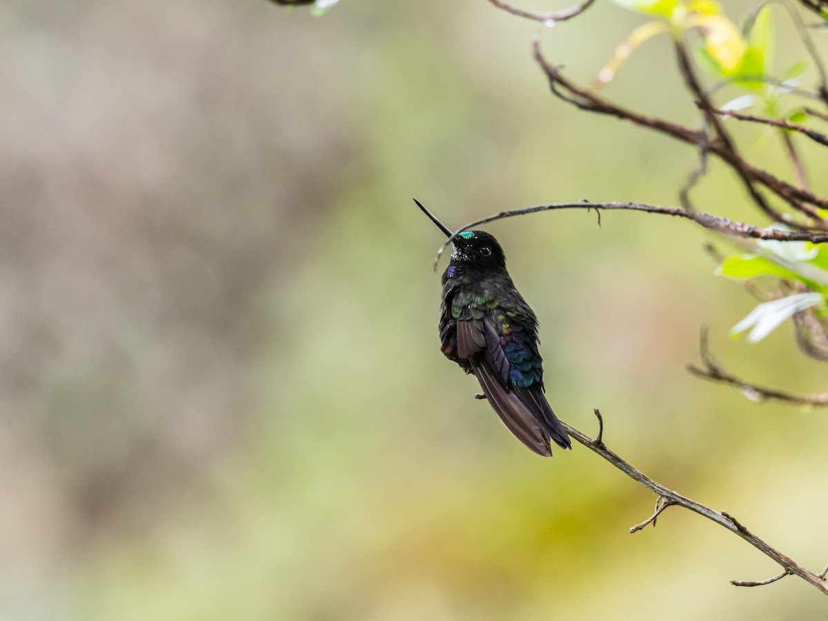 Blue-throated Starfrontlet - ML647178943